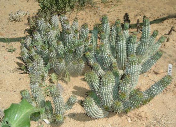 kalahari_hoodia_gordonii.jpg